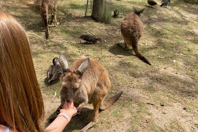 Private Blue Mountains Tour | Waterfalls, Koalas & Views - Echo Point and the Three Sisters: the iconic stop with photo pressure