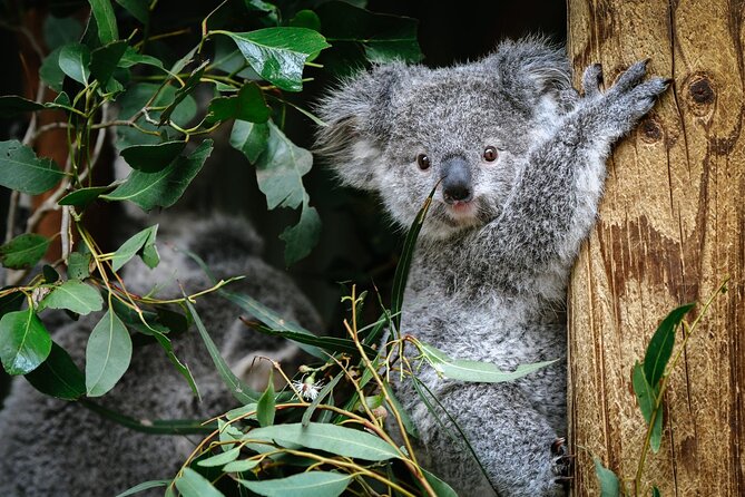 Private Blue Mountains Tour | Waterfalls, Koalas & Views - Featherdale Wildlife Park: koalas and hand-feeding (optional, extra cost)