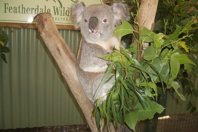 PRIVATE Blue Mountains Tour, Wildlife Park and River Cruise - The Wildlife Stop’s Real Value: More Than a Photo Checklist