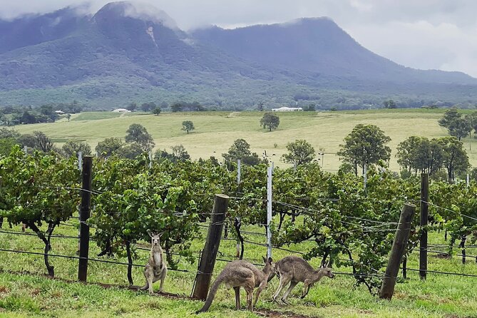 Private Hunter Valley Wine Tasting Tour from Sydney - Price and Logistics: What $465.49 per Person Buys You