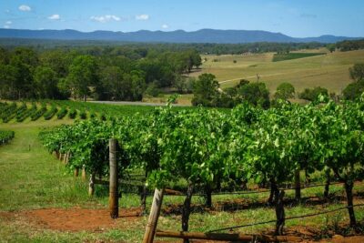 Private Luxury Tour: Tastes of the Hunter Valley - Pokolbin’s boutique tastings: premium pours with vineyard talk