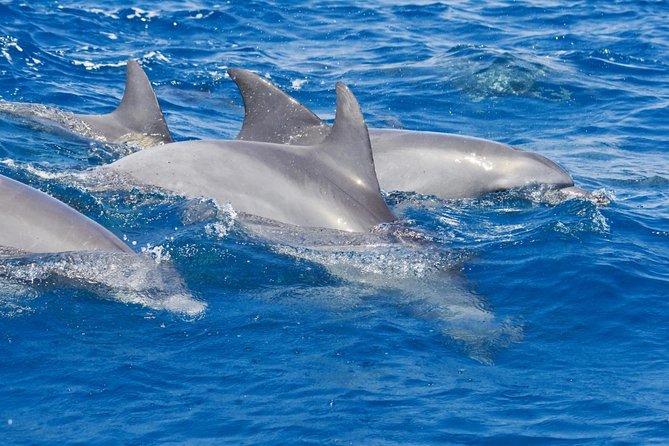 Private Port Stephens Day Trip from Sydney incl Dolphin Cruise - Quick hits you’ll feel from this Port Stephens day trip