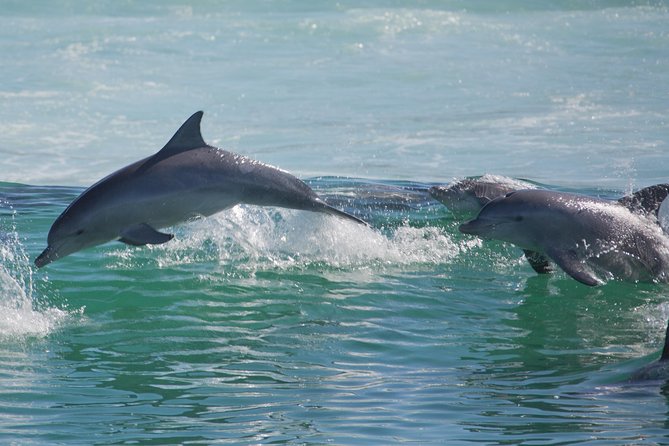 Private Port Stephens Day Trip from Sydney incl Dolphin Cruise - Nelson Bay dolphin cruise: the reason you’re doing the whole day
