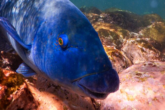 Private Snorkeling Tour In Sydney's Marine Reserve - Bronte–Coogee Marine Reserve: Why Sydney works so well for snorkel