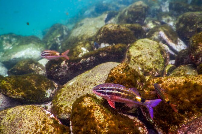 Private Snorkeling Tour In Sydney's Marine Reserve - In-water route time: what the guide looks for and why it works
