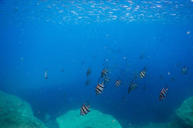 Private Snorkeling Tour In Sydney's Marine Reserve - Clovelly start, possible switch to Little Bay, then time to roam