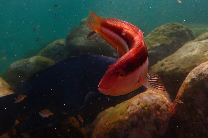 Private Snorkeling Tour In Sydney's Marine Reserve - The real value of $143.09 per person (and what justifies it)