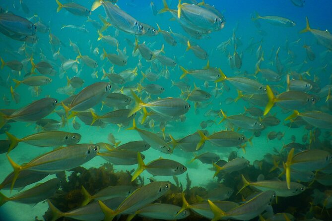 Private Snorkeling Tour In Sydney's Marine Reserve - Who this tour suits best (and who may want to think twice)