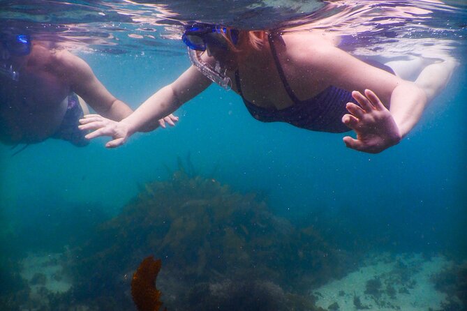Private Snorkeling Tour In Sydney's Marine Reserve - Should you book this private snorkeling tour?