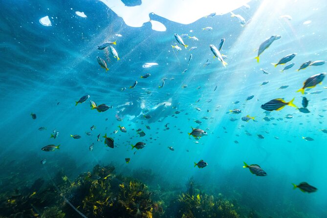 Private Sydney Snorkeling Experience: Explore Cabbage Tree Bay - Key Highlights Worth Your Time