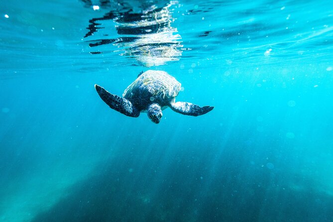 Private Sydney Snorkeling Experience: Explore Cabbage Tree Bay - Shelly Beach Stop: What the In-Water Time Feels Like