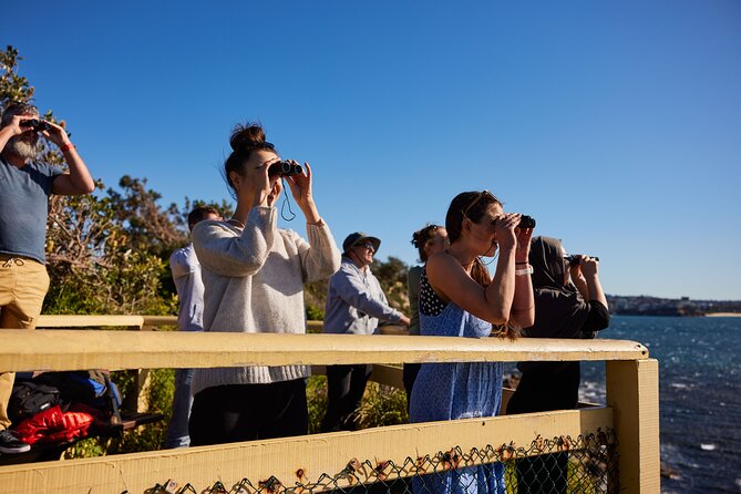 Private Sydney Snorkeling Experience: Explore Cabbage Tree Bay - Wildlife Spotting: How the Tour Turns Looking Into Learning