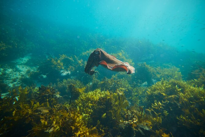 Private Sydney Snorkeling Experience: Explore Cabbage Tree Bay - Time on the Water: A 2-Hour Plan That Doesn’t Drag