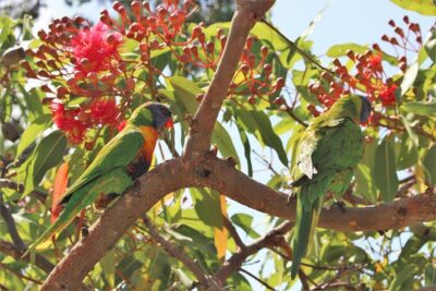 Private tour of Ku-Ring-Gai National Park and Northern Beaches - Manly and Shelley Beach: easy beach time with a nature angle