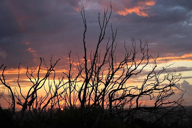Private tour of Ku-Ring-Gai National Park and Northern Beaches - West Head Lookout and Ku-Ring-Gai Chase: Aboriginal rock art in a real setting