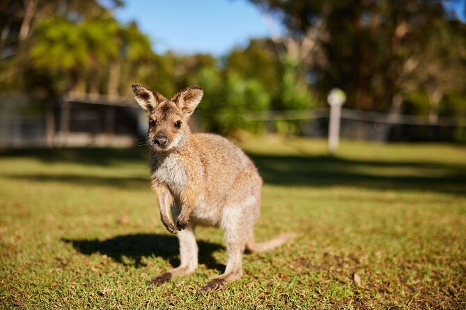 Private Wildlife Waterfalls and Wine Day Tour from Sydney - Botany Bay to Royal National Park: Setting the Stage Early