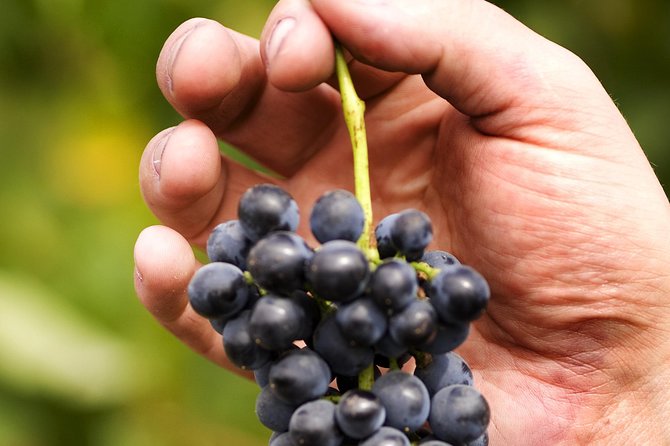 Scenic Hunter Valley Tour with Wine and Cheese Tastings - Cheese and Local Produce: The Smelly Cheese Shop Stop You’ll Remember