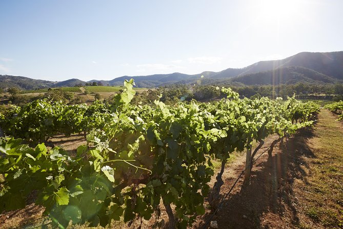 Scenic Hunter Valley Tour with Wine and Cheese Tastings - Transport, Comfort Stops, and the Small-Group Advantage