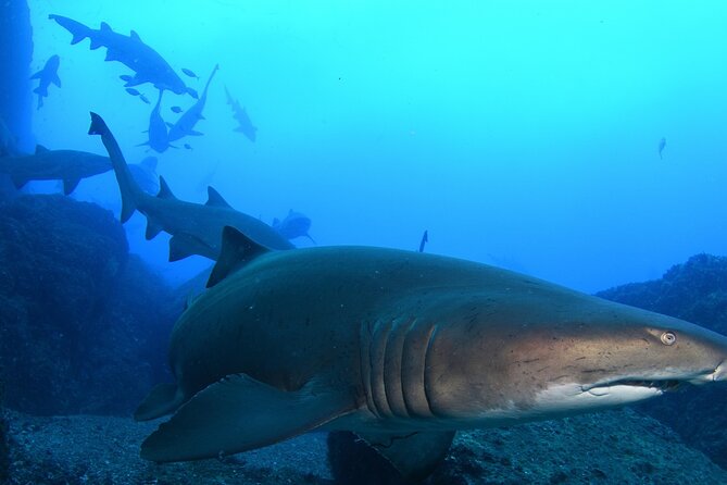 Scuba Dive With Grey Nurse Sharks in Bushrangers Bay - Key things to know before you go to Bushrangers Bay