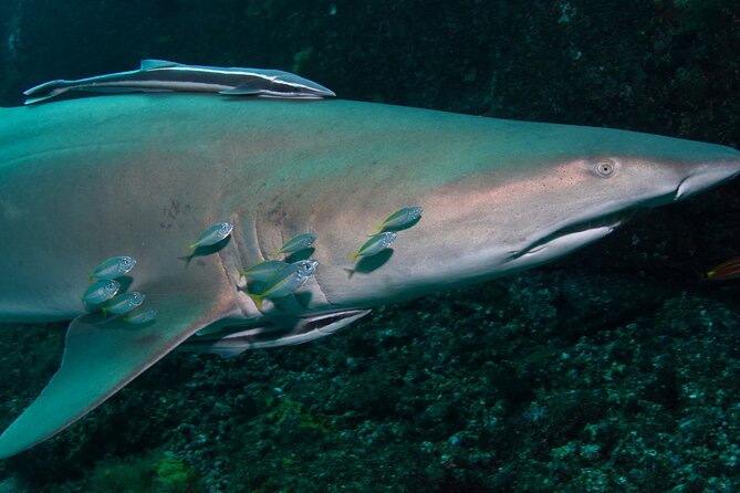 Scuba Dive With Grey Nurse Sharks in Bushrangers Bay - Why Bushrangers Bay is the right choice for grey nurse sharks
