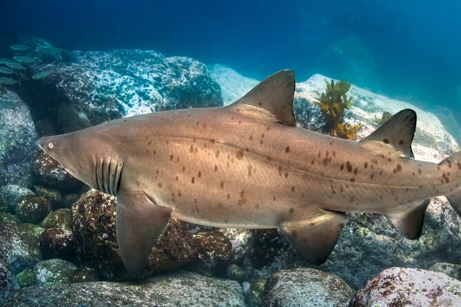Scuba Dive With Grey Nurse Sharks in Bushrangers Bay - Two guided shore-based underwater sessions: how the schedule plays out