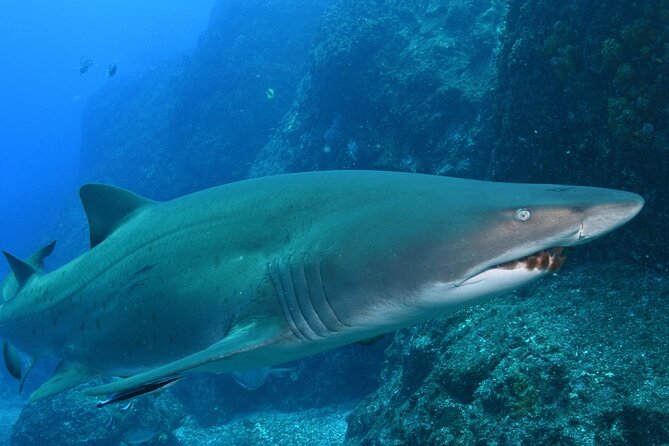 Scuba Dive With Grey Nurse Sharks in Bushrangers Bay - What you might see besides grey nurse sharks (and why that matters)
