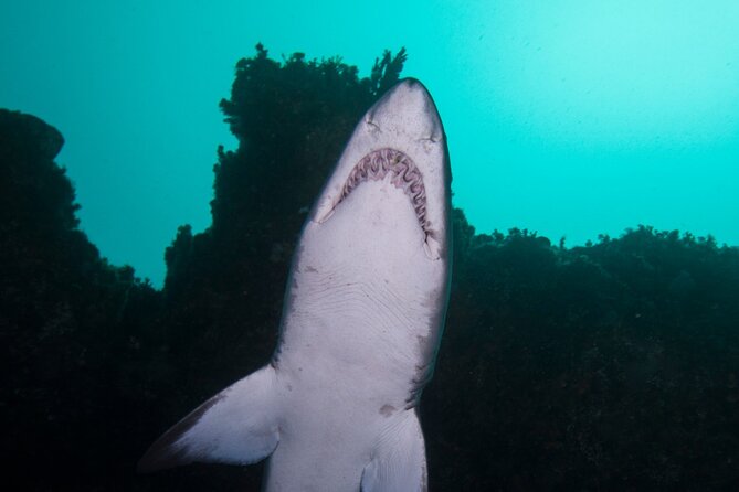 Scuba Dive With Grey Nurse Sharks in Bushrangers Bay - 6:30 am Bondi pickup: what the morning really feels like
