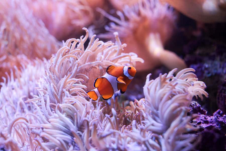 SEA LIFE Sydney Aquarium Entry Ticket - Dugongs, platypus, and the fun of spotting the less obvious stars