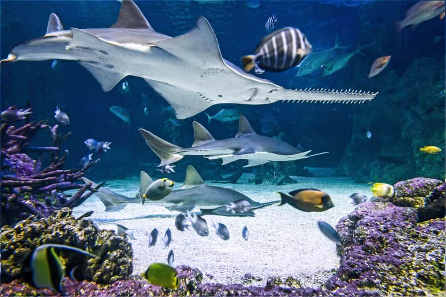 SEA LIFE Sydney Aquarium Entry Ticket - What your 1-day entry ticket really covers