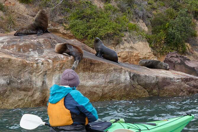 Self-Guided Sydney Middle Harbour Kayak 3 Hour Tour by Double Kayak - Paddling in Garigal National Park waters: scenery and wildlife