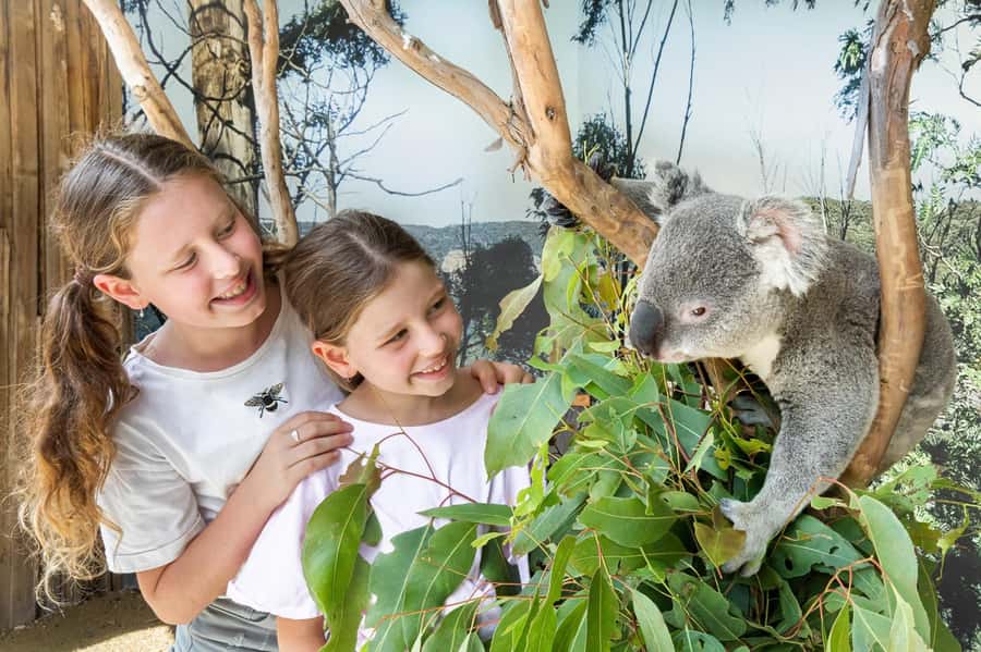 Small Group: Zoo, Blue Mountains, Scenic World Mandarin Tour - Key Points to Know Before You Go