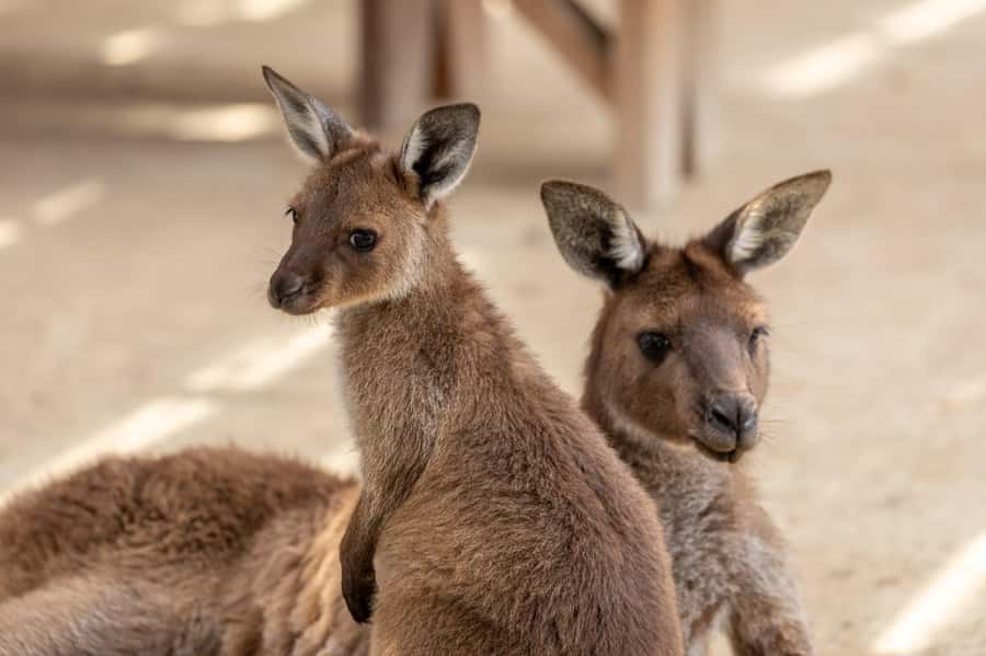 Small Group: Zoo, Blue Mountains, Scenic World Mandarin Tour - Leura Lunch Break: A Proper Stop, Not a Drive-By