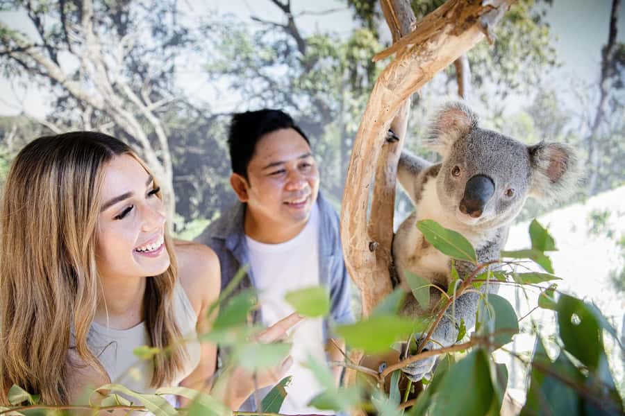 Small Group: Zoo, Blue Mountains, Scenic World Mandarin Tour - Katoomba Scenic World: Unlimited Rides and the Best Use of Your 2 Hours