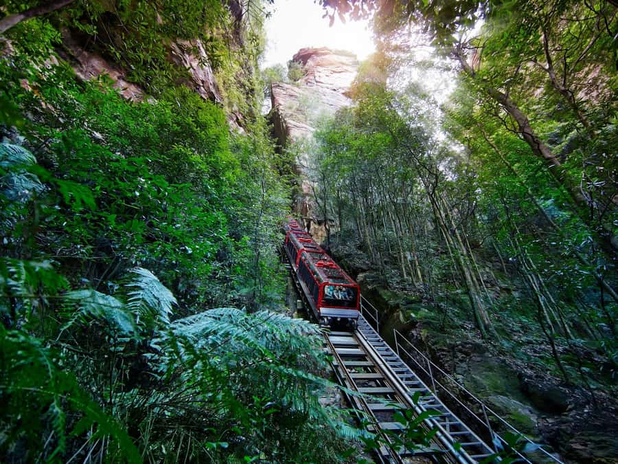 Small Group: Zoo, Blue Mountains, Scenic World Mandarin Tour - The Return to Sydney: Cahill’s Stop Plus a Smooth Finish