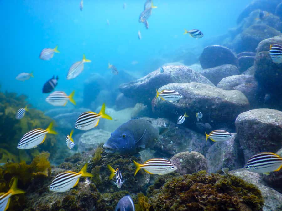 Snorkel Sydney’s Stunning Marine Reserve on a Private Tour - Why Bronte-Coogee feels different from a typical Sydney snorkel