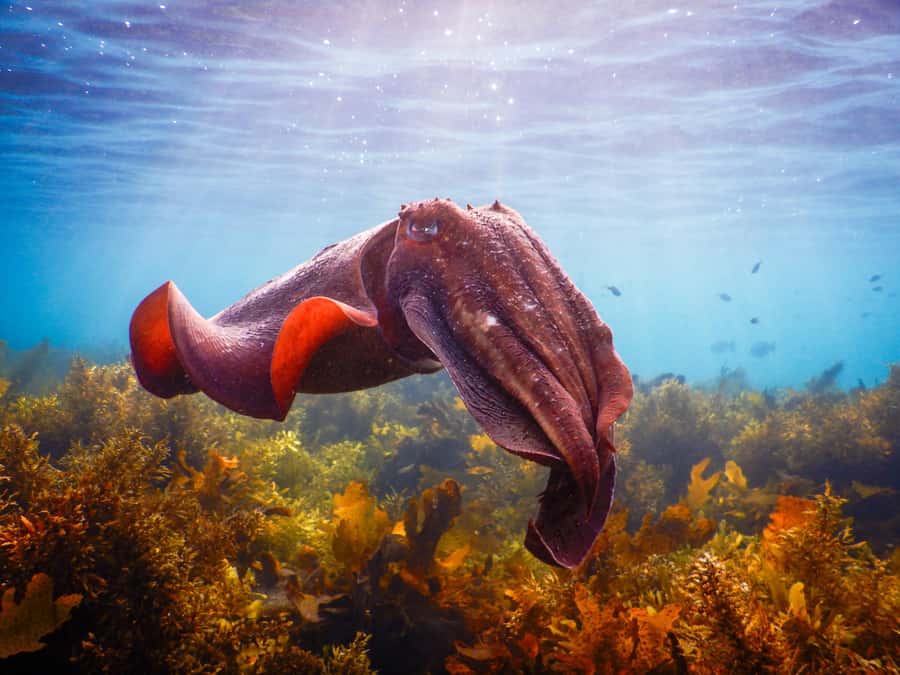 Snorkel Sydney’s Stunning Marine Reserve on a Private Tour - The 90 minutes: how the timing actually works