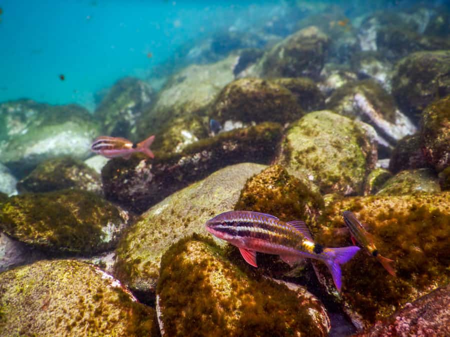 Snorkel Sydney’s Stunning Marine Reserve on a Private Tour - Gear fitting and flotation support (the confidence part)