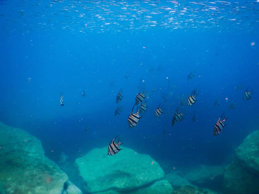 Snorkel Sydney’s Stunning Marine Reserve on a Private Tour - What you’ll see: fish, cuttlefish, and the small surprises