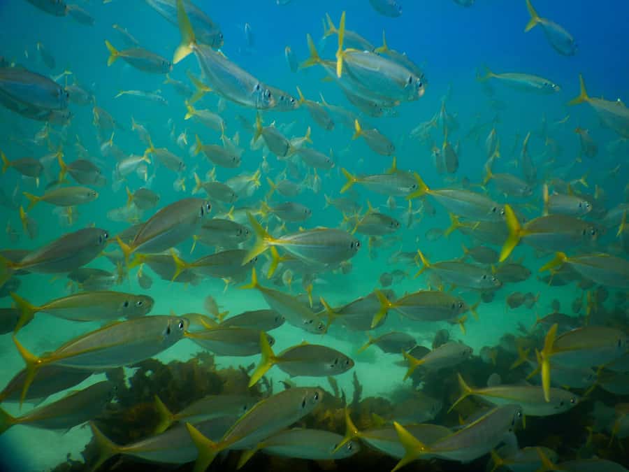 Snorkel Sydney’s Stunning Marine Reserve on a Private Tour - Where to meet (and why it matters more than you think)