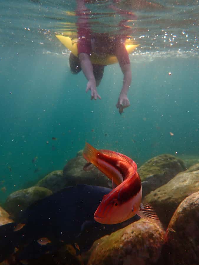 Snorkel Sydney’s Stunning Marine Reserve on a Private Tour - Picking the best water: Clovelly Beach vs Gordons Bay
