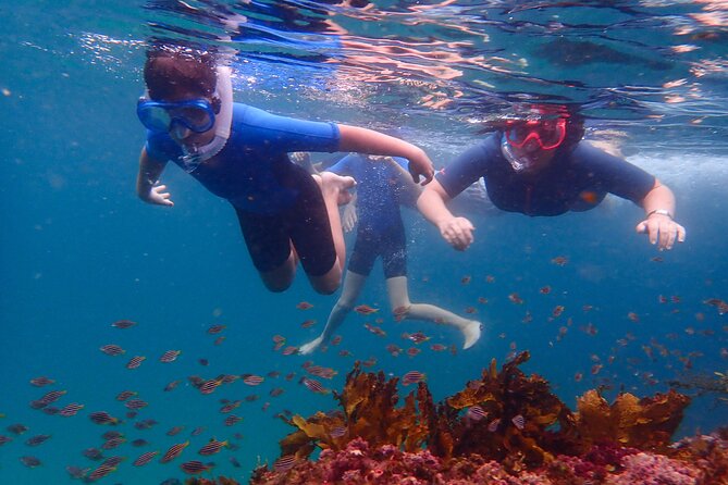 Snorkeling Adventure for Kids with Private Guide In Sydney - Key Highlights You’ll Actually Care About
