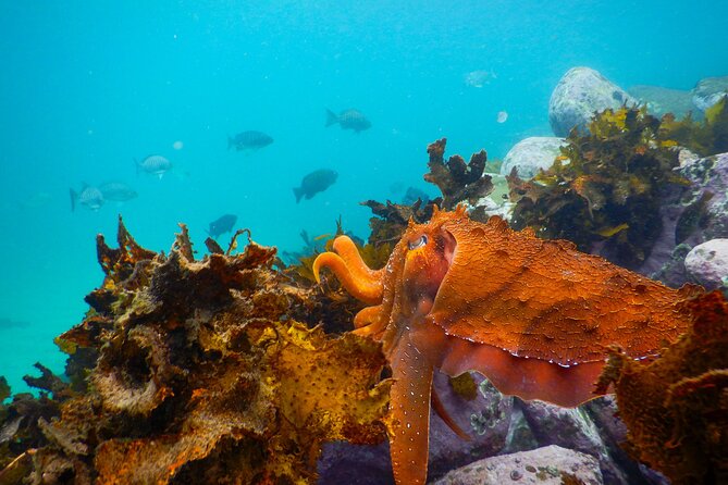 Snorkeling Adventure for Kids with Private Guide In Sydney - Clovelly Beach: Why This Spot Works for Kids