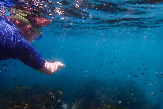 Snorkeling Adventure for Kids with Private Guide In Sydney - Marine Life Chances in the Bronte–Coogee Aquatic Reserve
