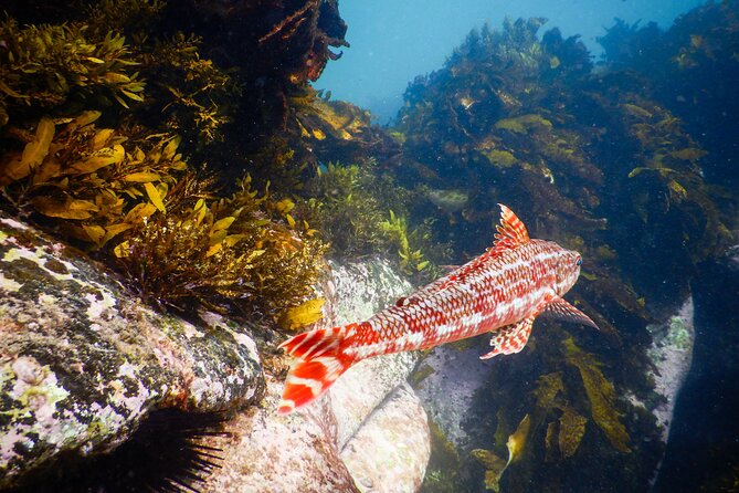 Snorkeling Adventure for Kids with Private Guide In Sydney - Photos Included: One Less Thing to Worry About