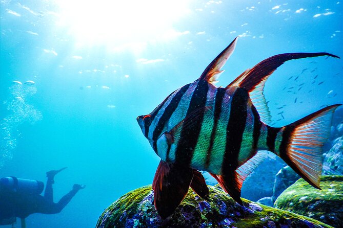 Snorkeling Adventure for Kids with Private Guide In Sydney - Price and Value for Sydney Families
