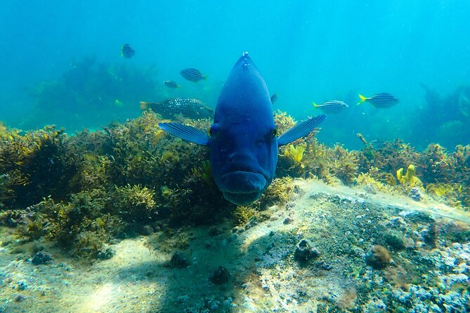 Snorkeling Adventure for Kids with Private Guide In Sydney - Gear Setup: Masks, Fins, Flotation Aids, and Weight Belts