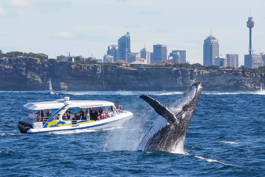 Sydney: 2.5 hour Adventure Whale Watching Cruise - Key things that make this whale cruise worth your time