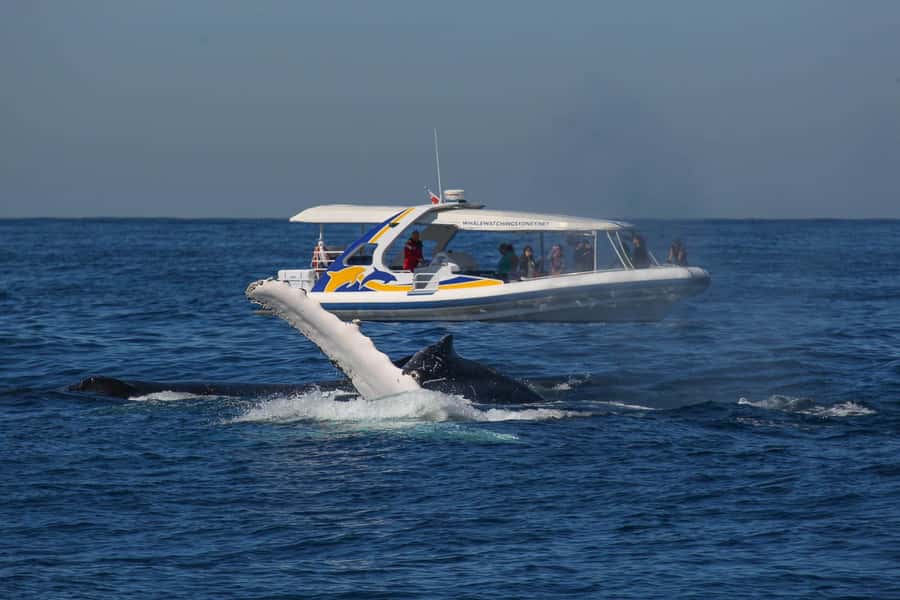 Sydney: 2.5 hour Adventure Whale Watching Cruise - Speed as the whole point: what “adventure” really means here