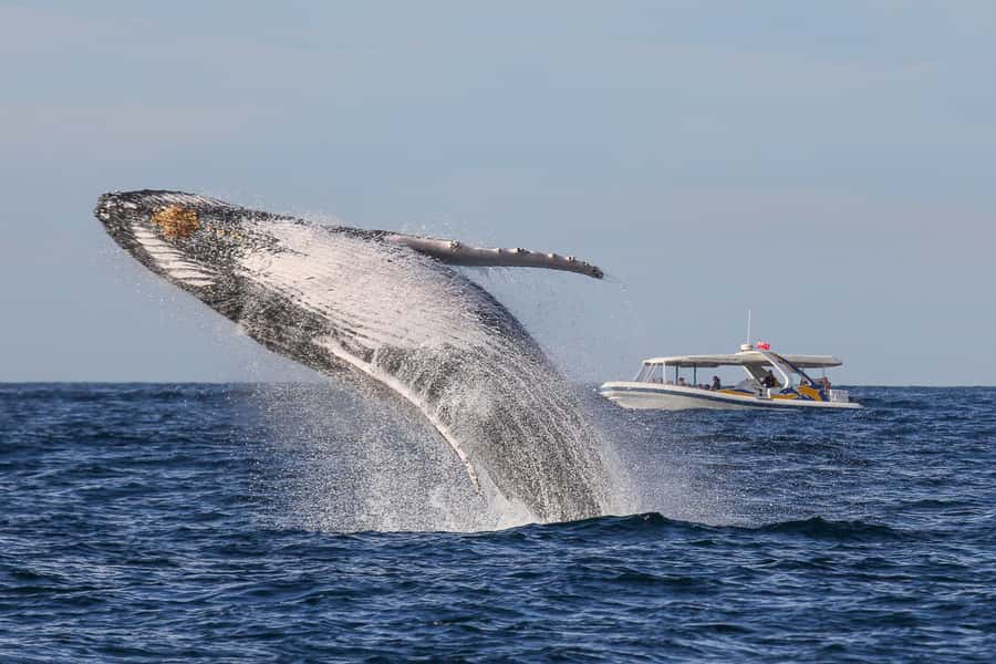 Sydney: 2.5 hour Adventure Whale Watching Cruise - The 80 km/h ride: comfort, safety, and seasickness reality