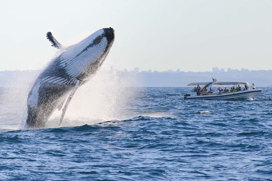 Sydney: 2.5 hour Adventure Whale Watching Cruise - What the 2-hour whale-watching window can look like